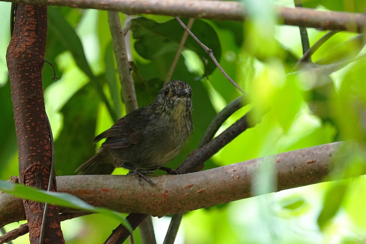 Dusky Fulvetta - ML642243988