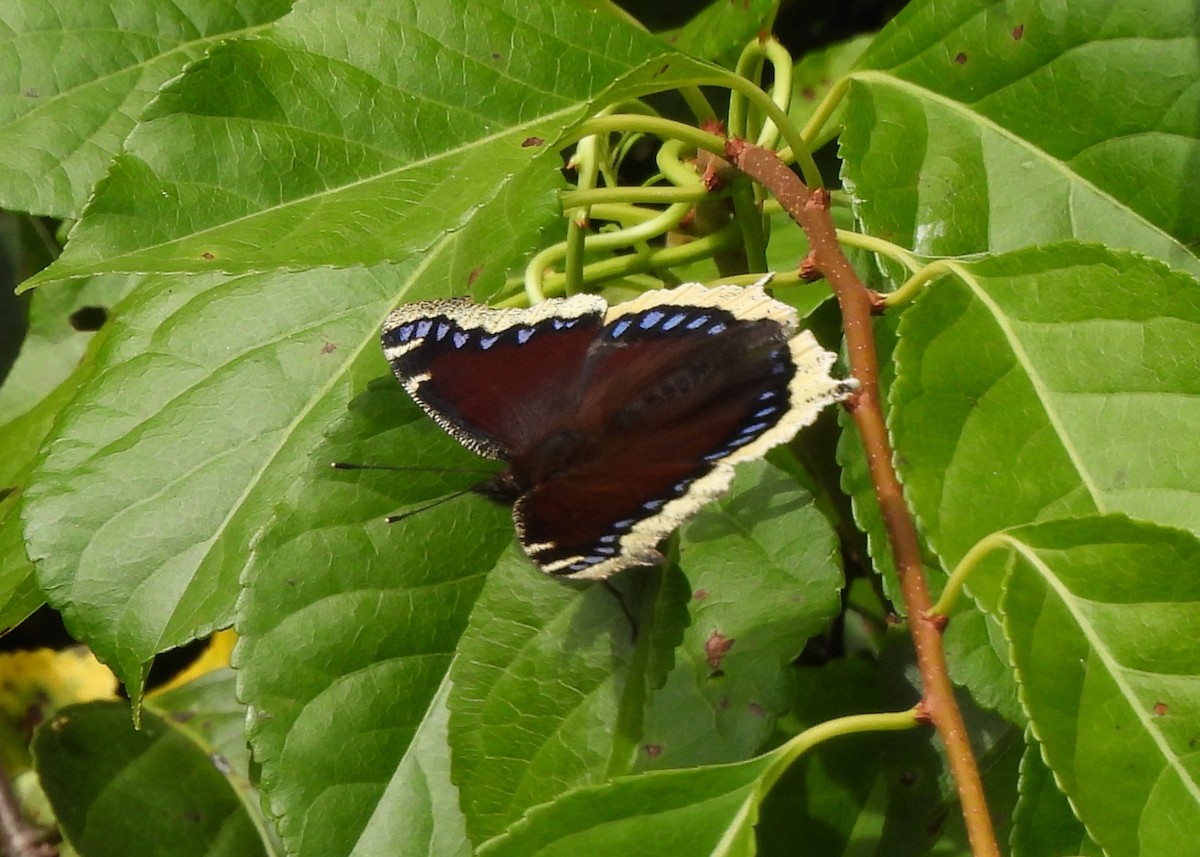 Mourning Cloak - ML642243990