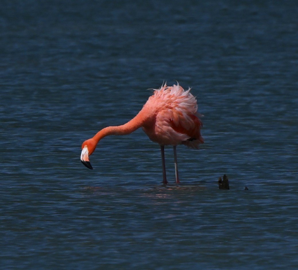 American Flamingo - ML642243995