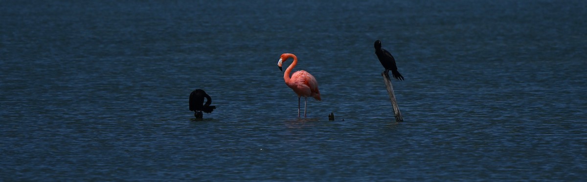American Flamingo - ML642243996