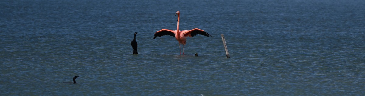 American Flamingo - ML642243997