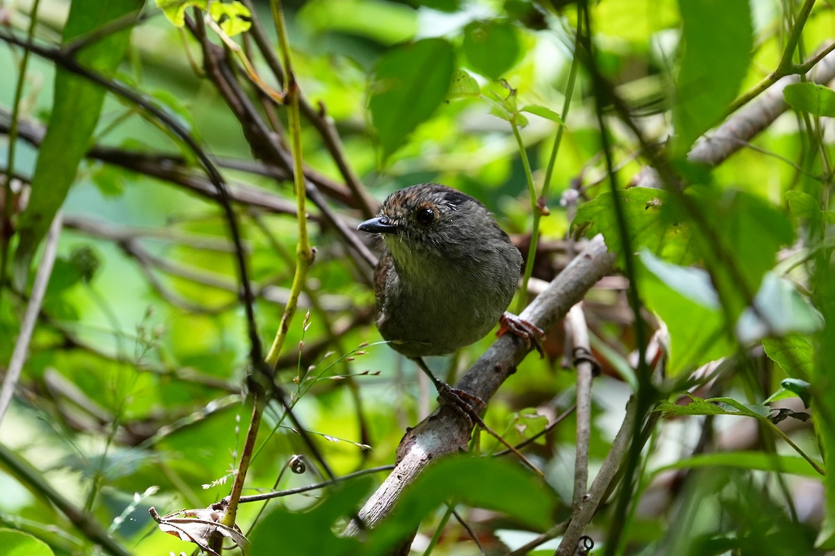 Dusky Fulvetta - ML642243999
