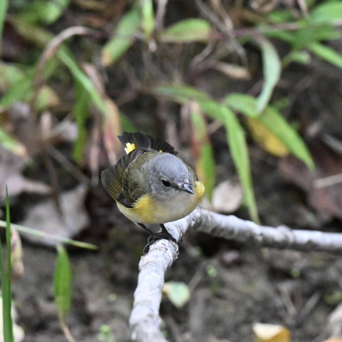 American Redstart - ML642244000