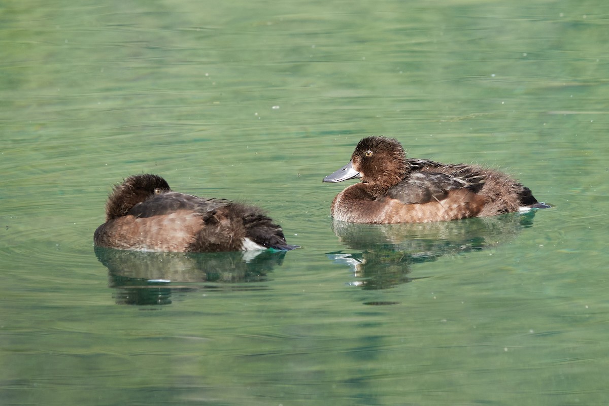 Tufted Duck - ML642244010
