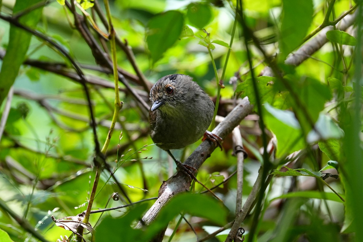 Dusky Fulvetta - ML642244015