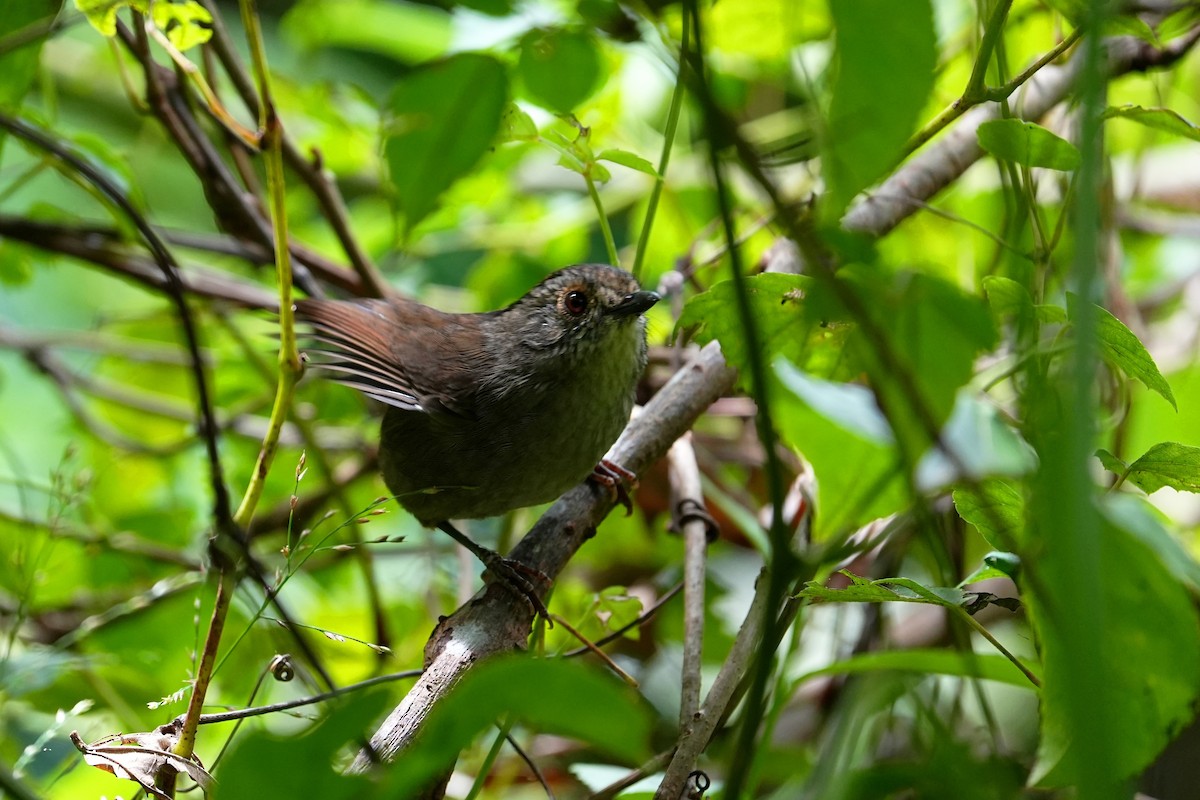 Dusky Fulvetta - ML642244023