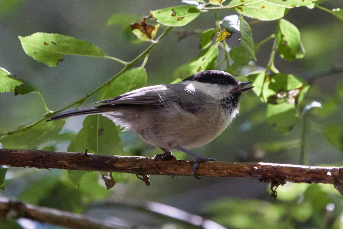 Willow Tit - ML642244024