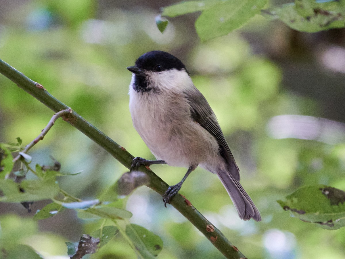 Willow Tit - ML642244025