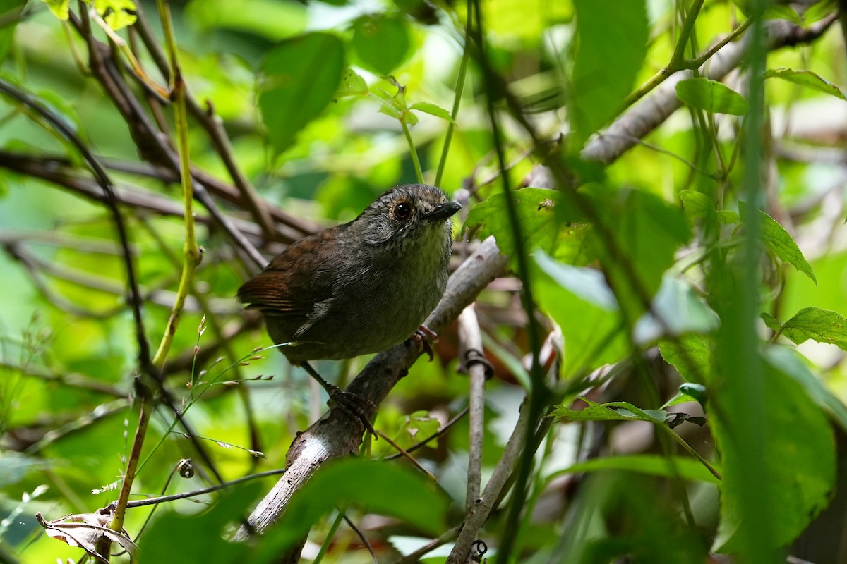 Dusky Fulvetta - ML642244026