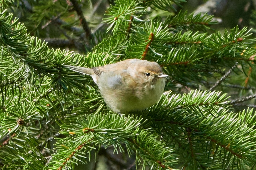 Mosquitero Común - ML642244027