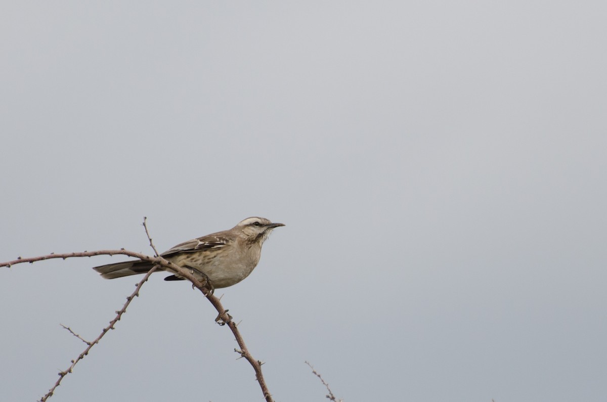 Chilean Mockingbird - ML642244030