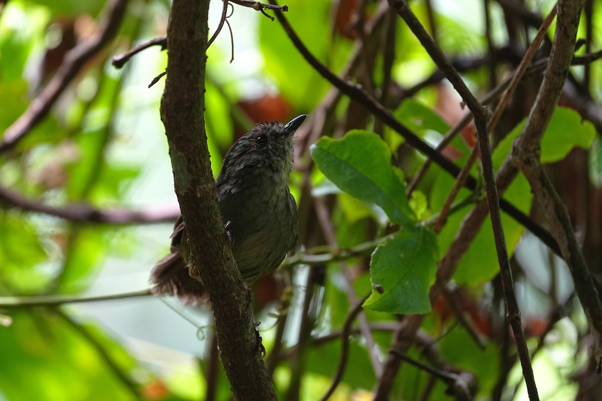 Dusky Fulvetta - ML642244031