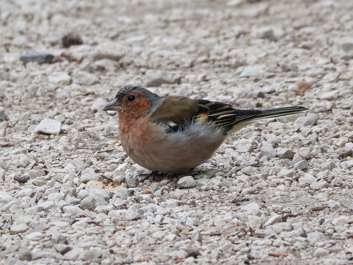 Common Chaffinch - ML642244037