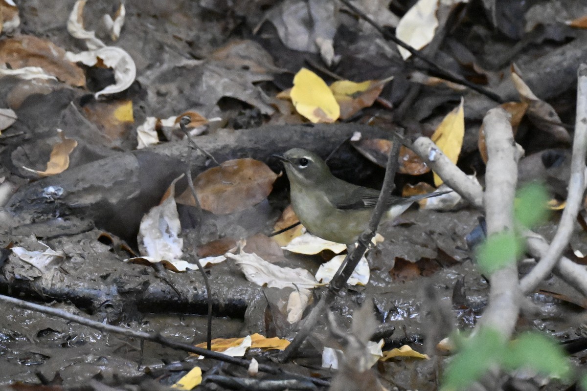 Black-throated Blue Warbler - ML642244050
