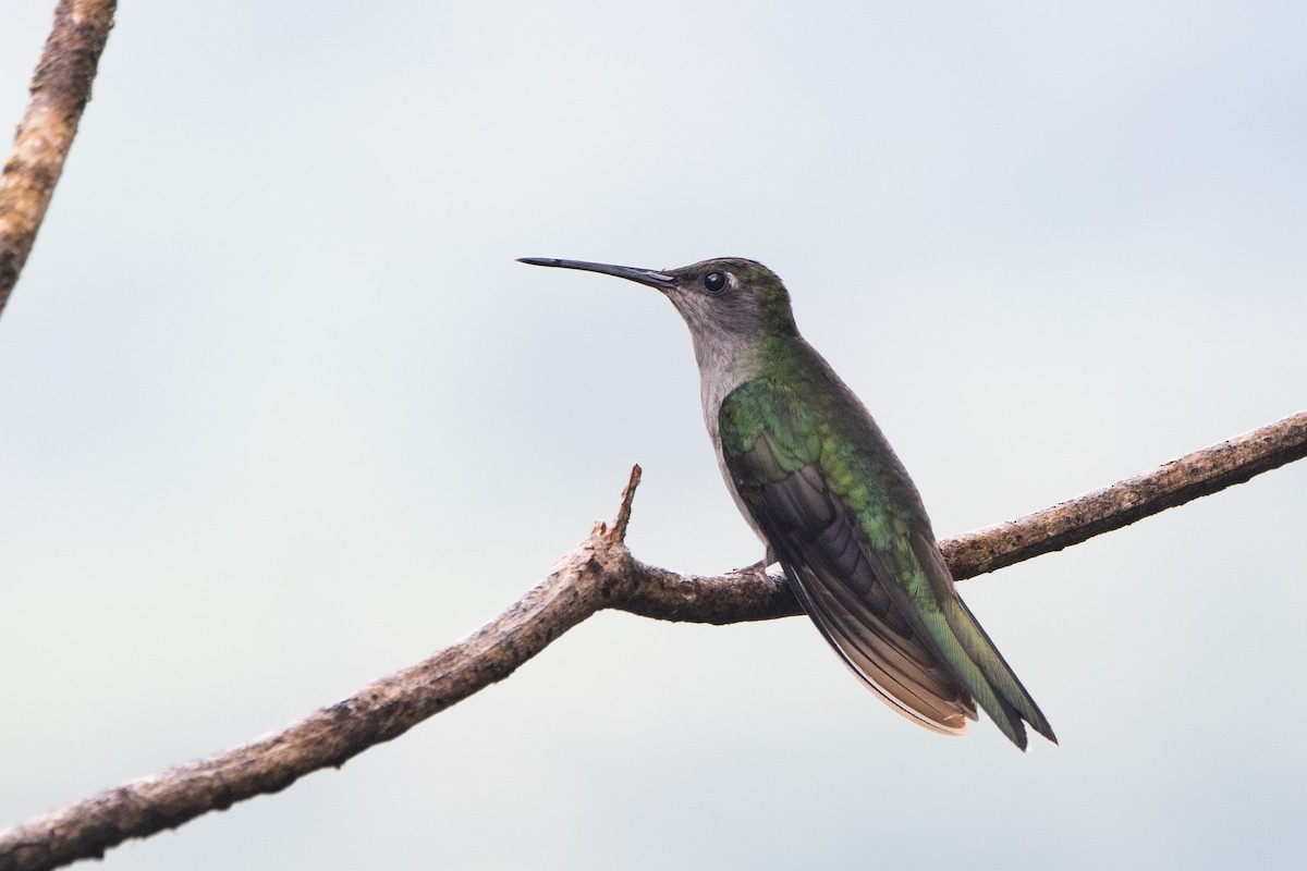 Gray-breasted Sabrewing - ML642244071