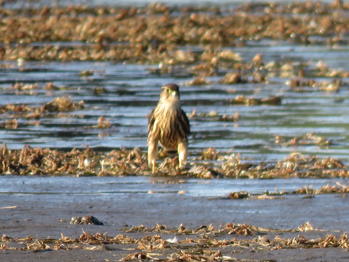 Merlin - ML642244082