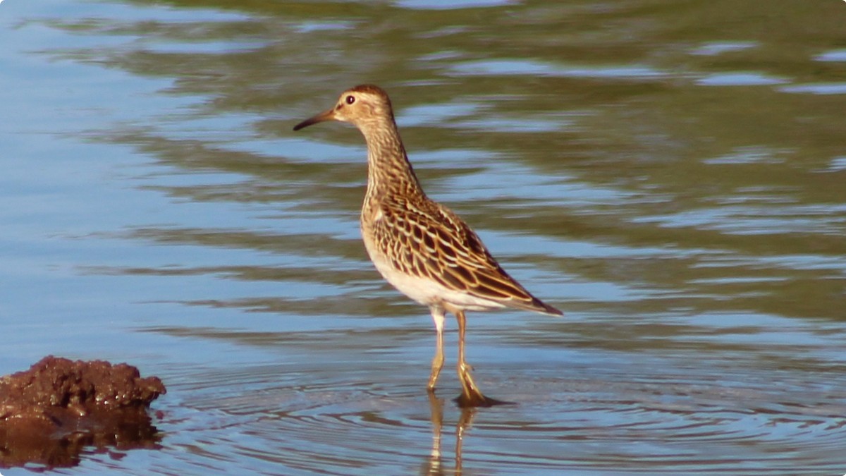 Pectoral Sandpiper - ML642244139