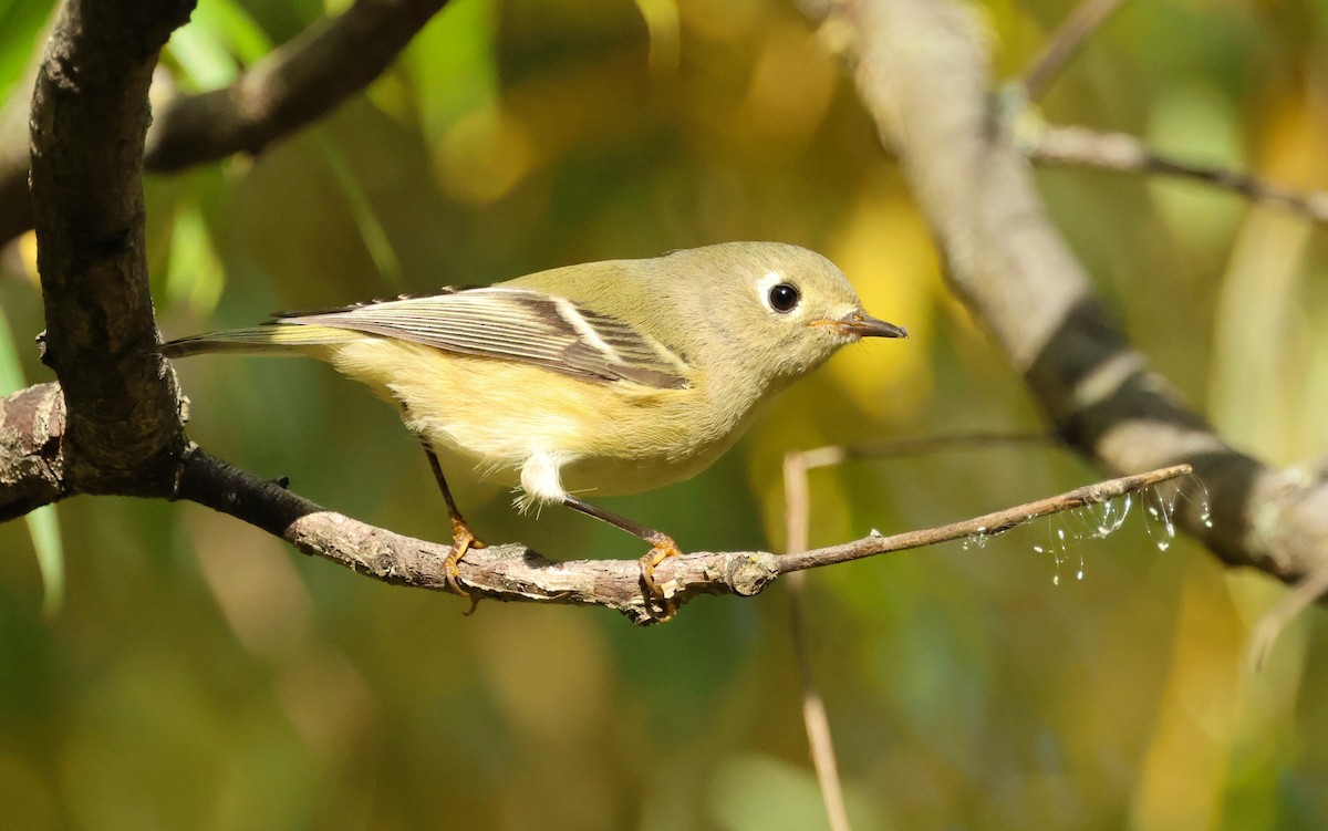 Ruby-crowned Kinglet - ML642244152