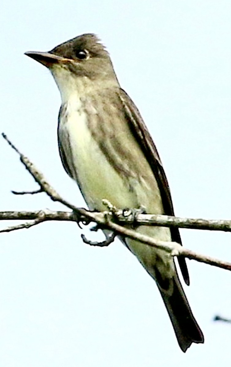 Olive-sided Flycatcher - ML642244159