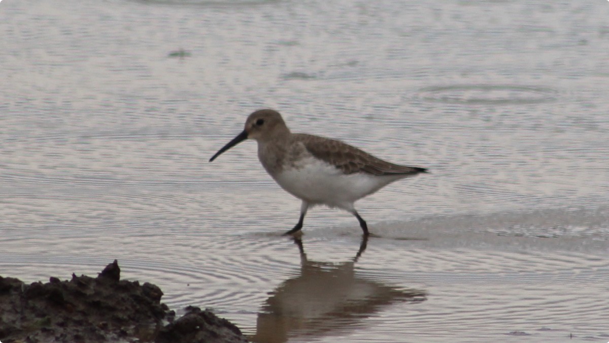 Dunlin - ML642244185