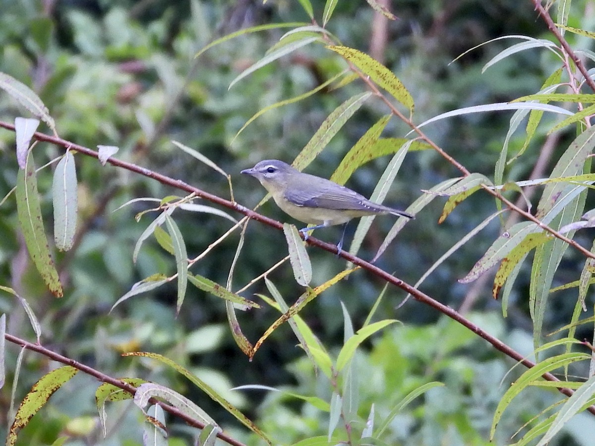 Philadelphia Vireo - ML642244186