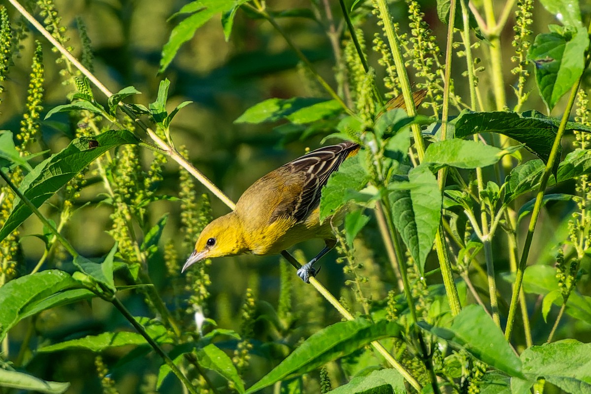 Orchard Oriole - ML642244189