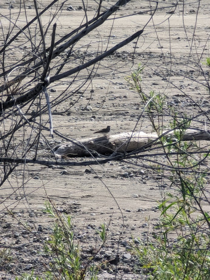 Killdeer - ML642244215
