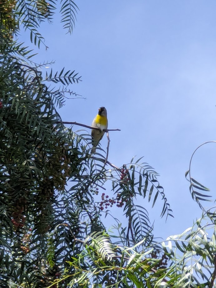 Lawrence's Goldfinch - ML642244223