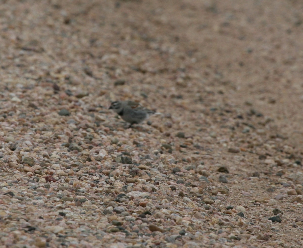 Thick-billed Longspur - ML642244226