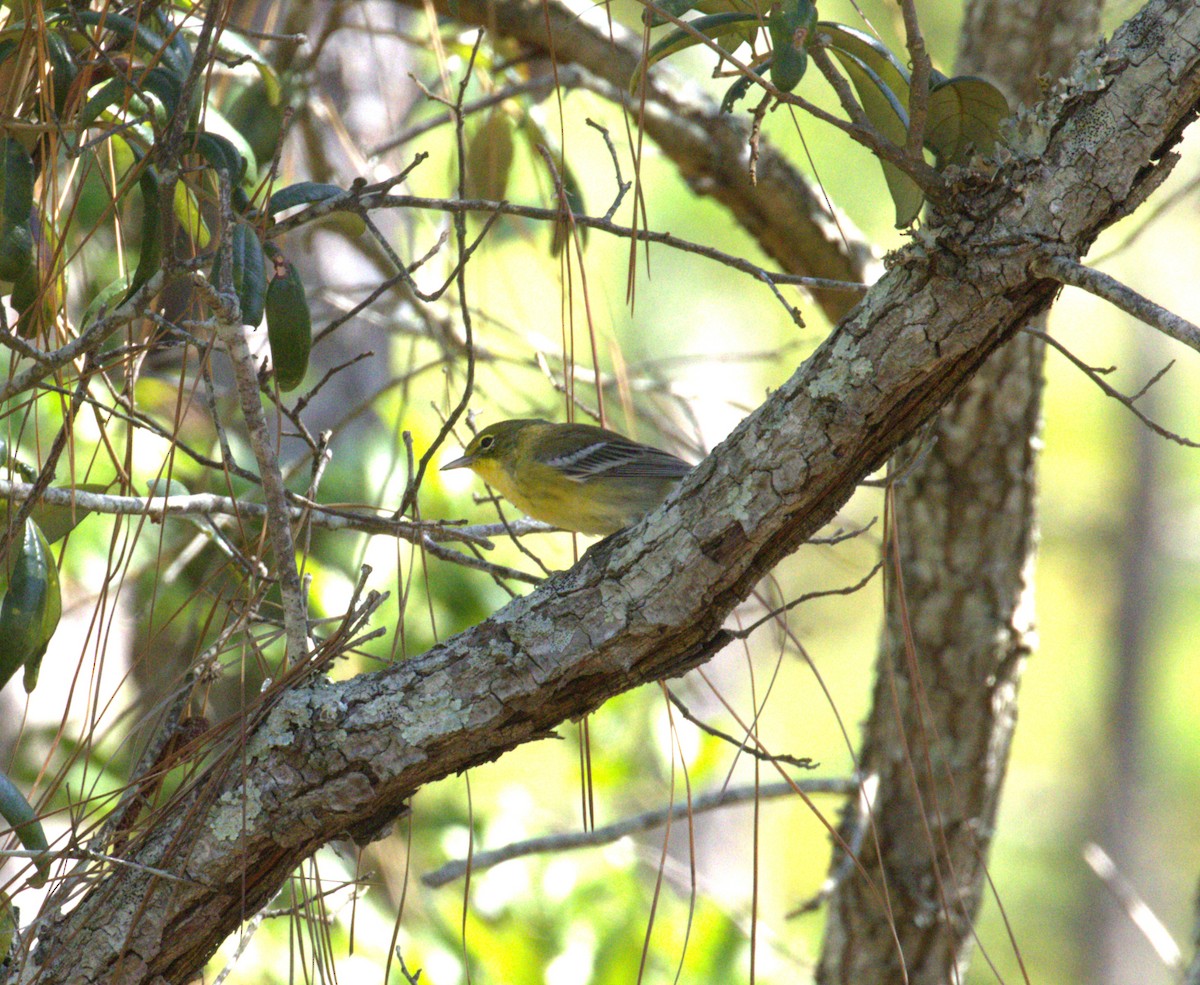 Pine Warbler - ML642244276