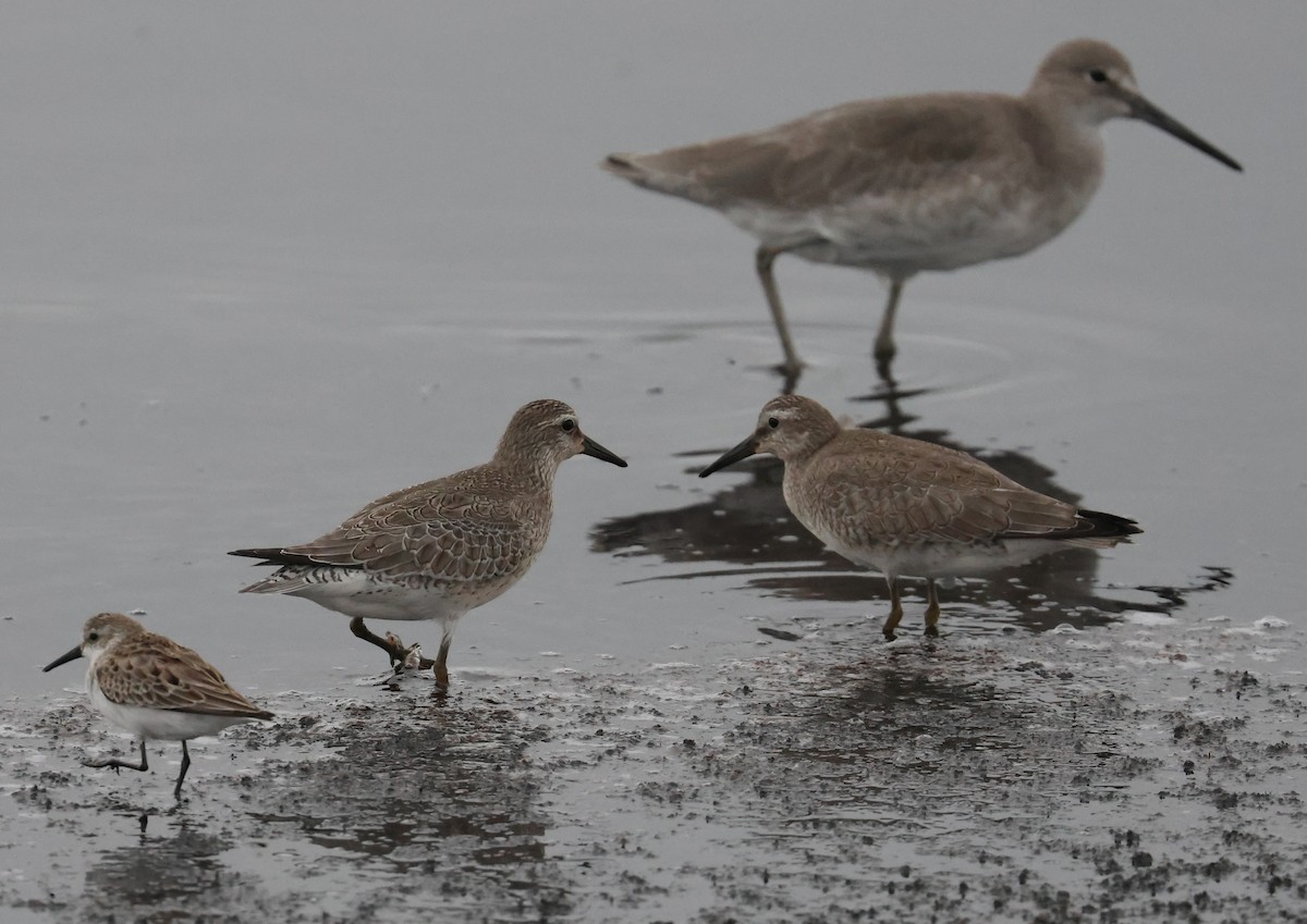 Red Knot - ML642244293