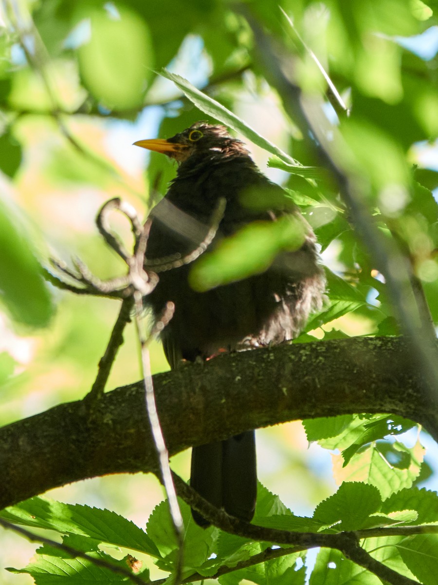 Amsel - ML642244311