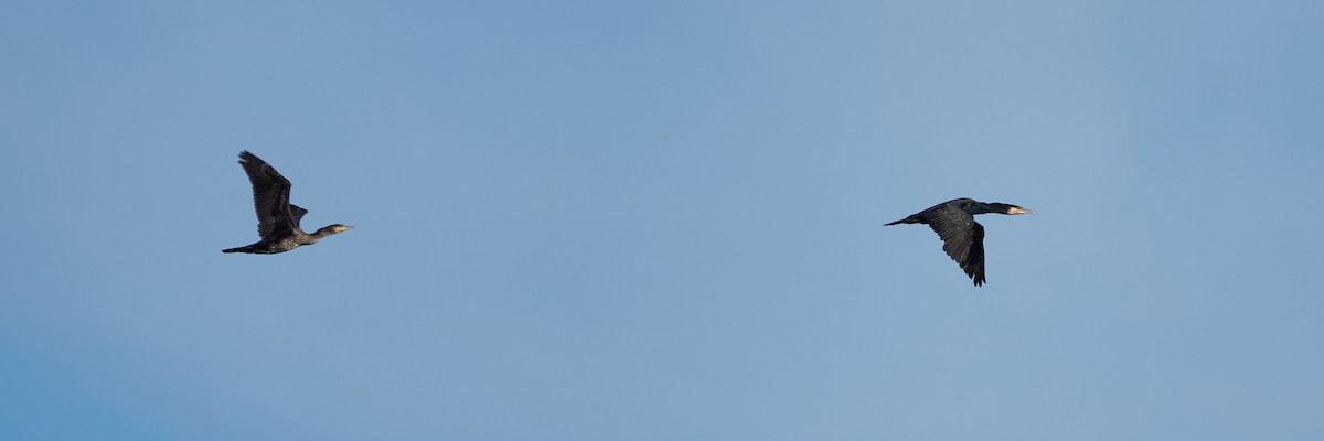 Kormoran - ML642244315