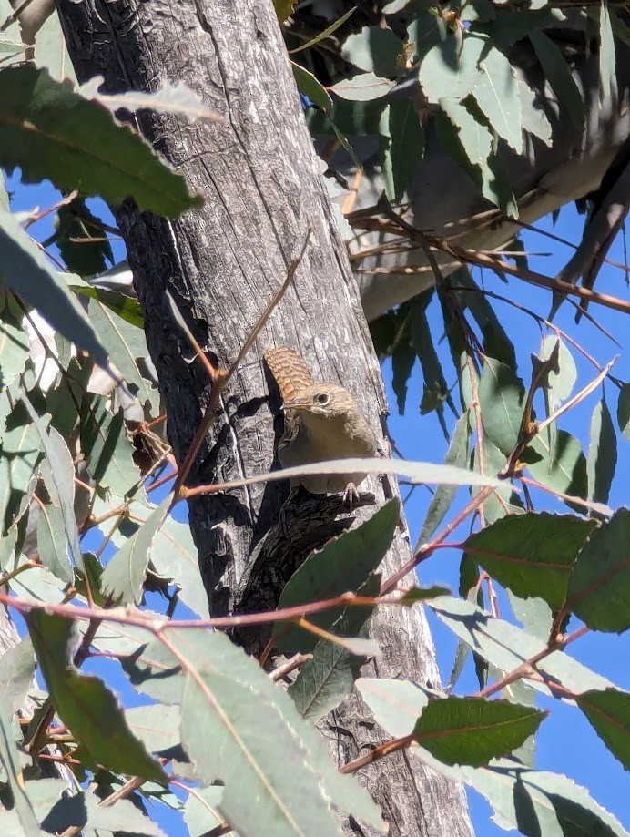 Northern House Wren - ML642244326