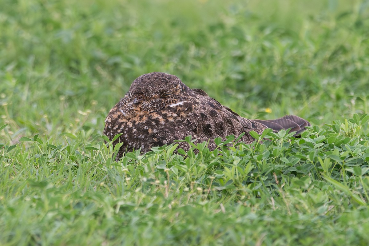 Nacunda Nighthawk - ML642244332