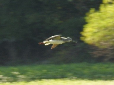 Greater Yellowlegs - ML642244359