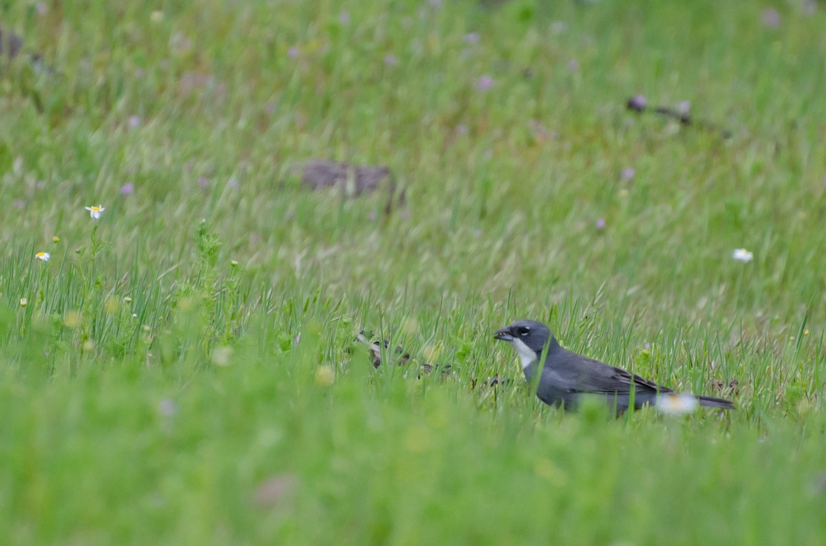 Diuca Finch - ML642244396