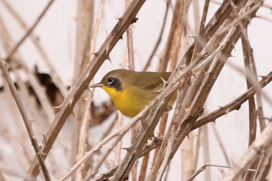Common Yellowthroat - ML642244422
