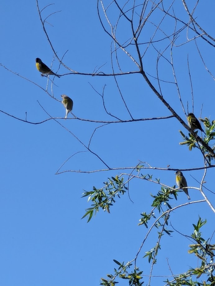 Lawrence's Goldfinch - ML642244449
