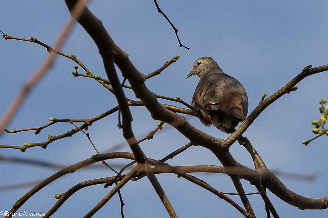 Ruddy Ground Dove - ML642244456