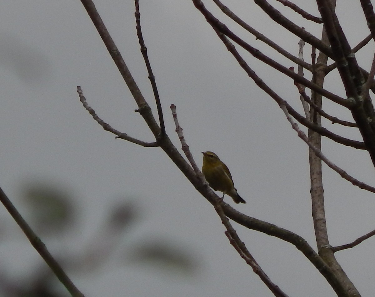 Tennessee Warbler - ML642244466