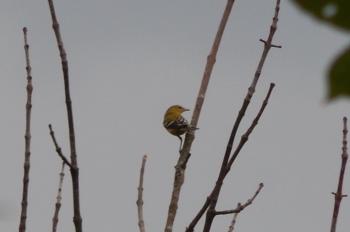 Bay-breasted Warbler - ML642244470