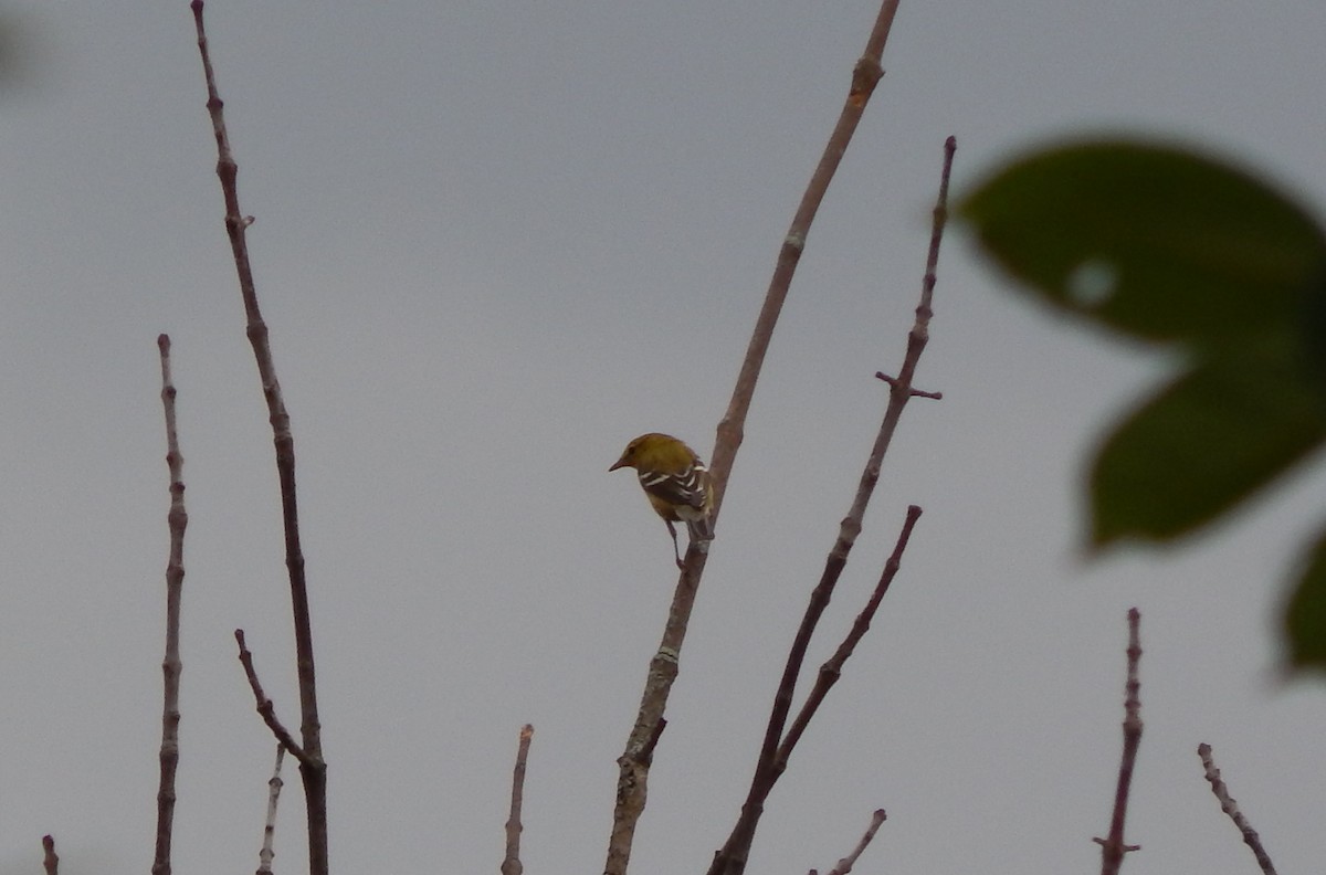 Bay-breasted Warbler - ML642244471
