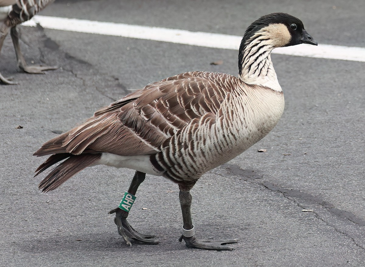 Hawaiian Goose - ML642244477