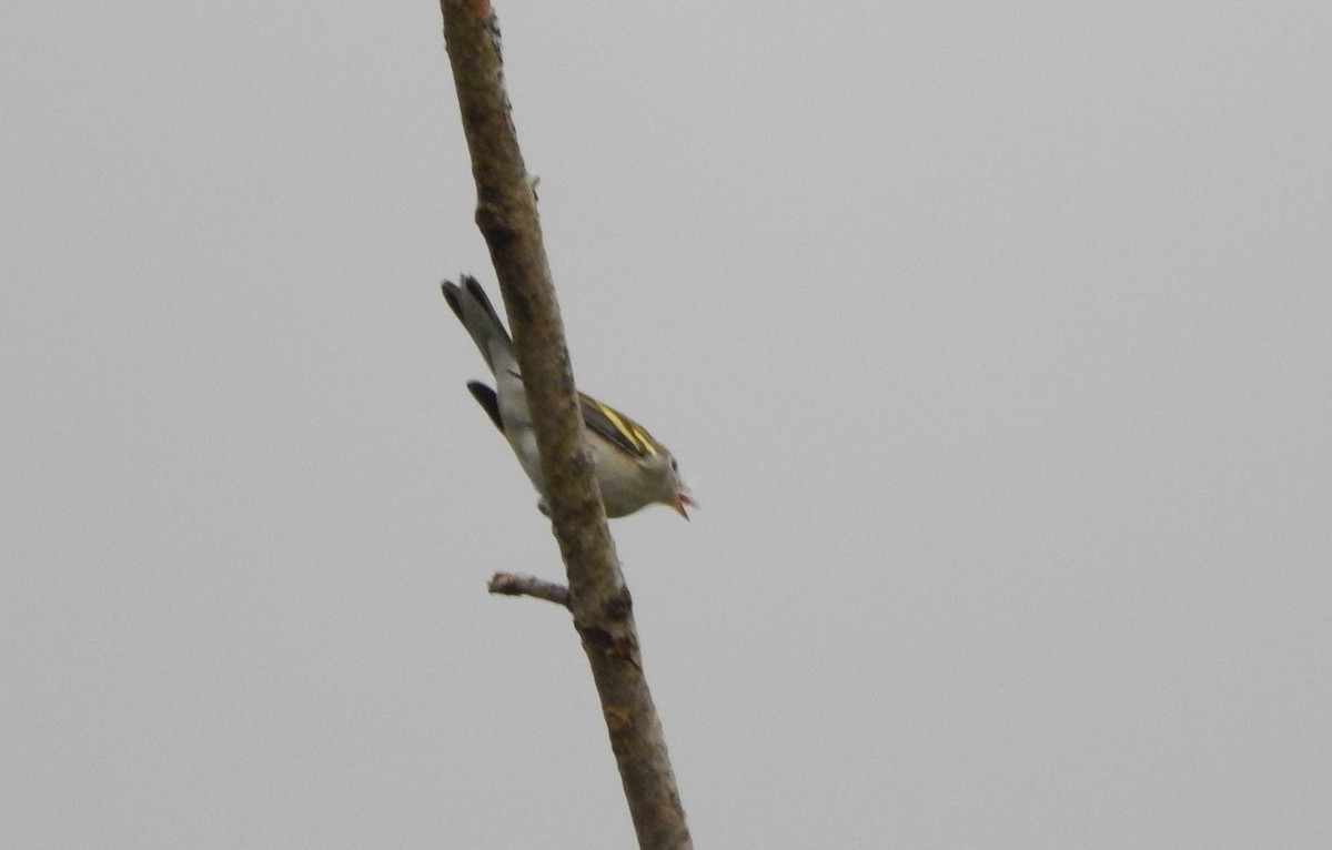 Chestnut-sided Warbler - ML642244479