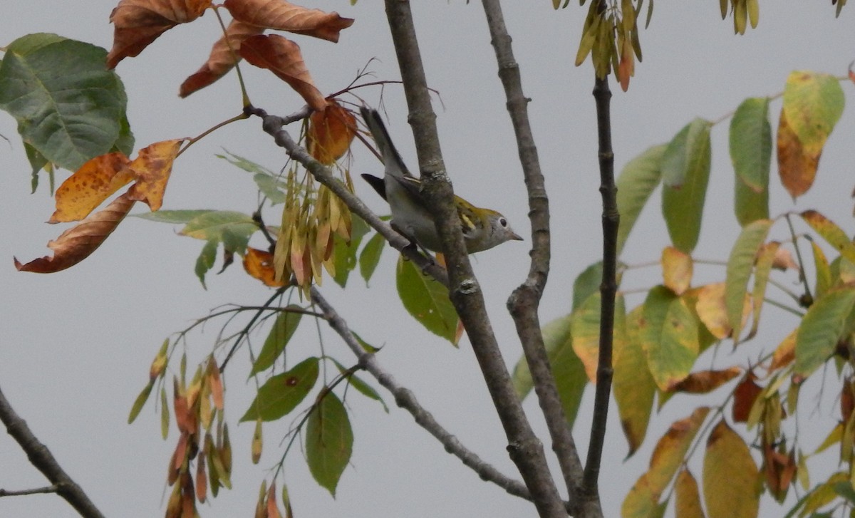 Chestnut-sided Warbler - ML642244480