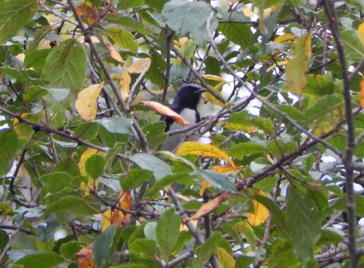 Black-throated Blue Warbler - ML642244493