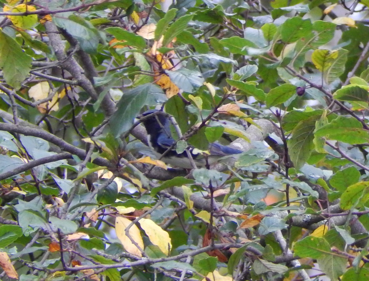 Black-throated Blue Warbler - ML642244494