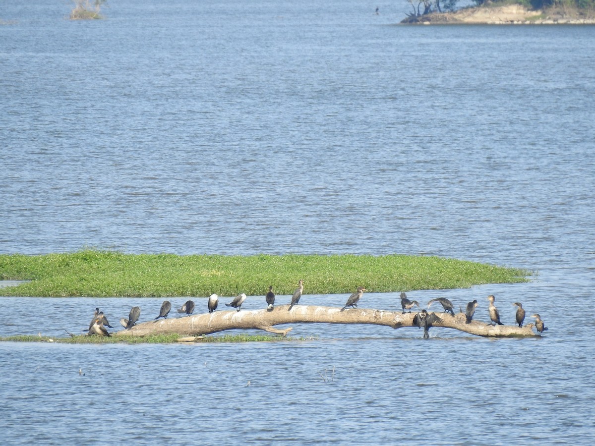 Double-crested Cormorant - ML642244506