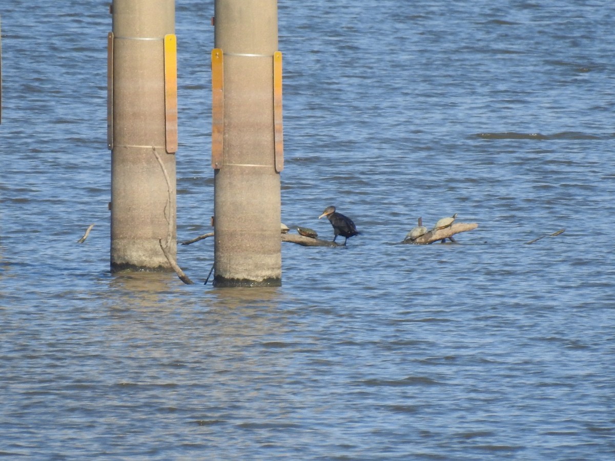 Double-crested Cormorant - ML642244508